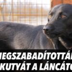 A Mi Hazánk kellett hozzá, hogy Érden betartásra kerüljön az állatvédelmi törvény