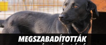 A Mi Hazánk kellett hozzá, hogy Érden betartásra kerüljön az állatvédelmi törvény