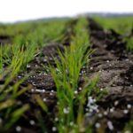 Nem sarcolhatja tovább a műtrágyakirály a gazdákat – Az agrártárca lépéseket tesz a kartellezés kizárására