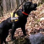 Mancsok – Fekete Attila tűzoltó, önkéntes életmentő emlékére