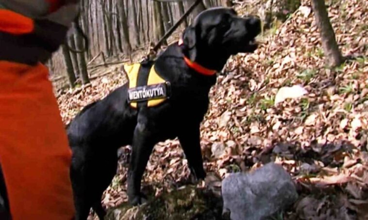 Mancsok – Fekete Attila tűzoltó, önkéntes életmentő emlékére