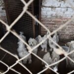 Több tucat kutyának vágatta el a hangszálait a karcagi állatkínzó