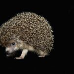 A mágneses sünök rengeteg adatokat tárolhatnak egészen kis helyen