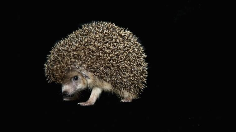 A mágneses sünök rengeteg adatokat tárolhatnak egészen kis helyen