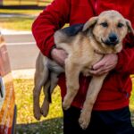 Másfél milliárd forintot ad a kormány állatvédelemre