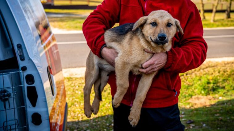 Másfél milliárd forintot ad a kormány állatvédelemre