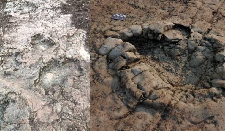 Dinóösvényt fedezett fel egy amatőr kutató