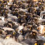 Birkákkal és kecskékkel is népszerűsítik az oltást Németországban