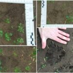 Két hete nem adott magáról életjelet a kiskunhalasi fekete párduc