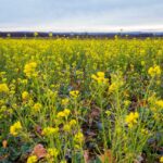 Szélsőséges hőmérsékleti kilengések jellemezték 2021 végét és az év elejét