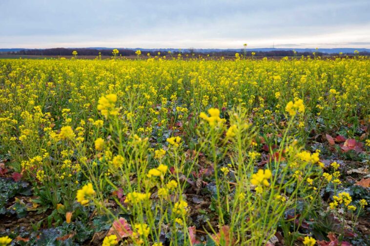 Szélsőséges hőmérsékleti kilengések jellemezték 2021 végét és az év elejét