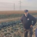 Budapest környéki gazdákon gázol át a kínai óriáscég