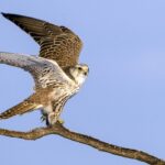 A kerecsensólyom az év madara 2024-ben