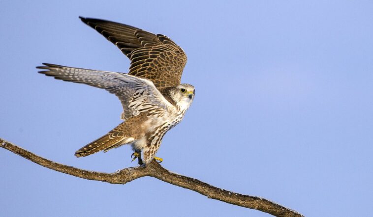 A kerecsensólyom az év madara 2024-ben