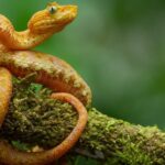 Öt új kígyófajt találtak a dzsungel mélyén