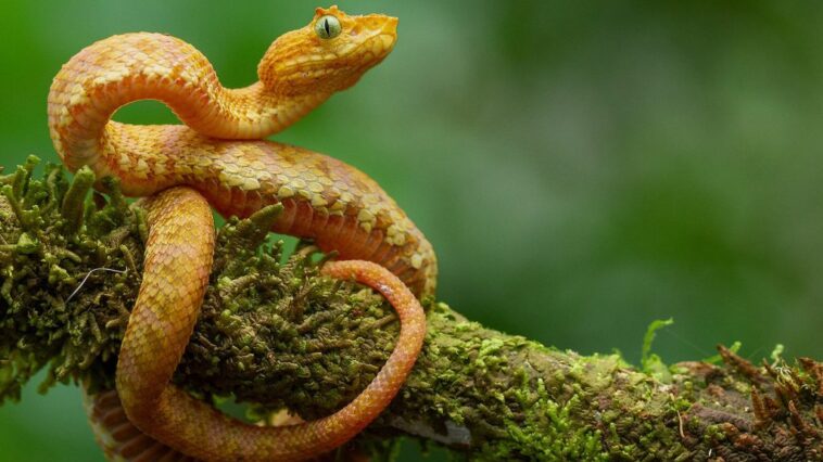 Öt új kígyófajt találtak a dzsungel mélyén