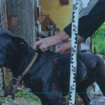 Lefejelt egy rendőrt, majd rájuk uszította a kutyáját egy borsodi férfi igazoltatás közben