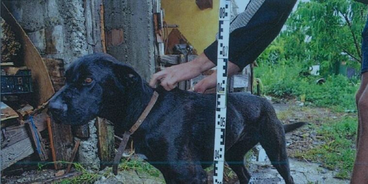 Lefejelt egy rendőrt, majd rájuk uszította a kutyáját egy borsodi férfi igazoltatás közben