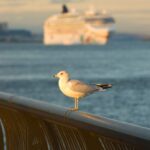 Rejtélyes betegség miatt nem engedtek kikötni egy tengerjáró hajót Mauritius szigetén