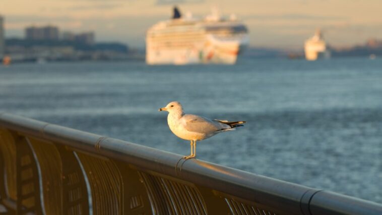 Rejtélyes betegség miatt nem engedtek kikötni egy tengerjáró hajót Mauritius szigetén