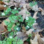 Ez volt a legenyhébb tél a mérések kezdete óta Magyarországon