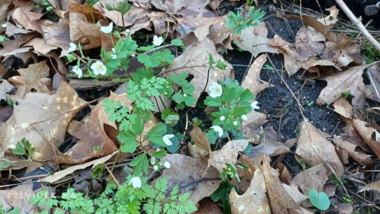 Ez volt a legenyhébb tél a mérések kezdete óta Magyarországon