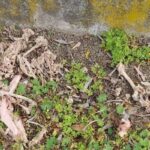 Elképesztő, amit az egyik budapesti lakótelepen találtak kutyasétáltatók