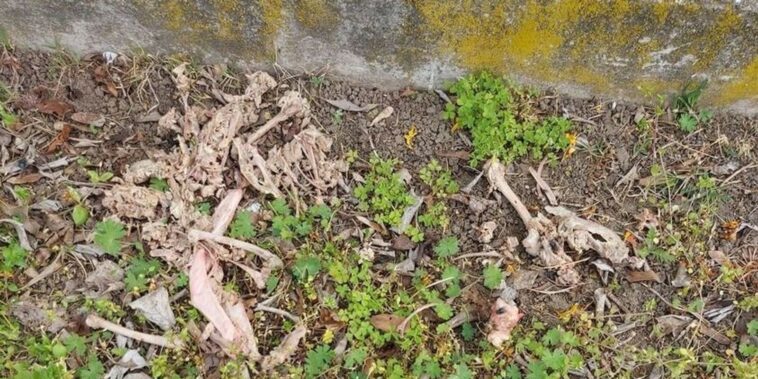 Elképesztő, amit az egyik budapesti lakótelepen találtak kutyasétáltatók