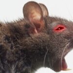 WC-ben lapuló patkány mart meg egy férfit, kórházba kellett szállítani