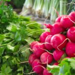 Retek: erőt ad és méregtelenít