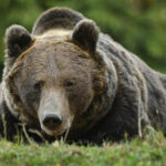 Emberre támadt egy medve az erdélyi Beszterce-Naszód megyében