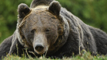 Emberre támadt egy medve az erdélyi Beszterce-Naszód megyében
