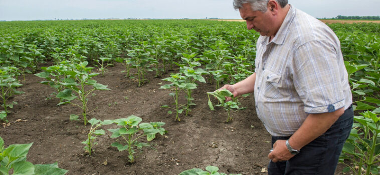 A mezőgazdasági EU-s forrásokat is a jogállamiságtól tenné függővé egy svéd-finn javaslat
