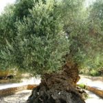 4000 éves a világ legöregebb olajfája