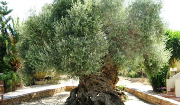 4000 éves a világ legöregebb olajfája