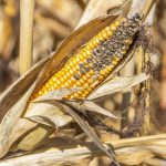 Felháborodott a miniszter, miután Magyarország hatalmas veszteséget szenvedhet el