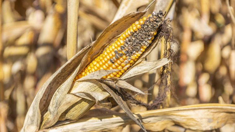 Felháborodott a miniszter, miután Magyarország hatalmas veszteséget szenvedhet el