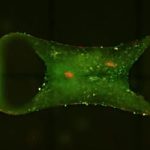 Szívbetegek, figyelem: laborban növesztenek aprócska emberi szíveket, az orvostudomány régi nagy kihívását oldhatják meg