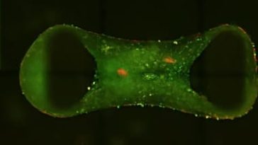 Szívbetegek, figyelem: laborban növesztenek aprócska emberi szíveket, az orvostudomány régi nagy kihívását oldhatják meg