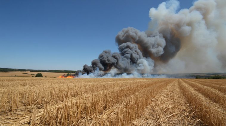 Lángok csaptak fel Budapesten: kigyulladt az aljnövényzet Zugló és Rákospalota határán