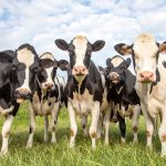 Sikeresen teszteltek egy száj-vakcinát Németországban