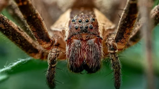 A világ 5 legveszélyesebb pókja – Ön felismerné őket?